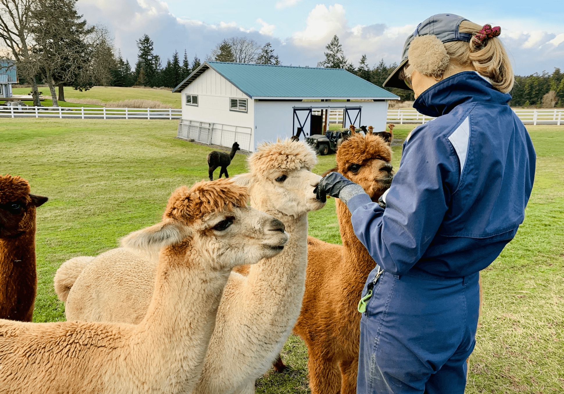 Woman with llamas in a field